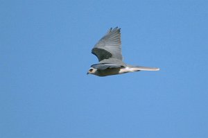 Hawk, White-tailed Kite, 2007-01225946 Santa Maria, CA